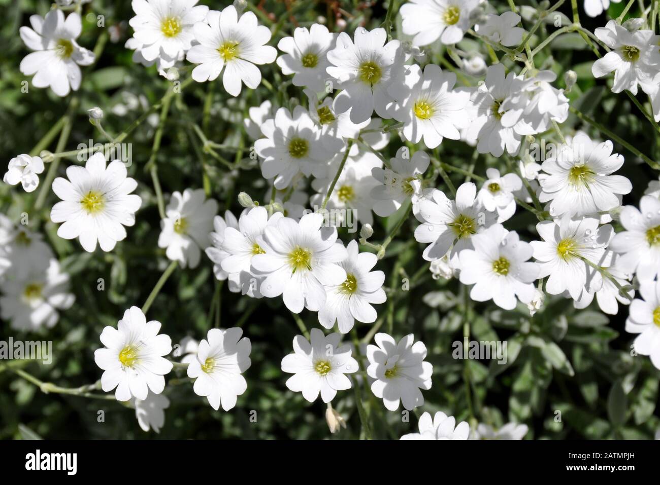 group of flowering boreal chickweed Cerastium biebersteinii Stock Photo ...