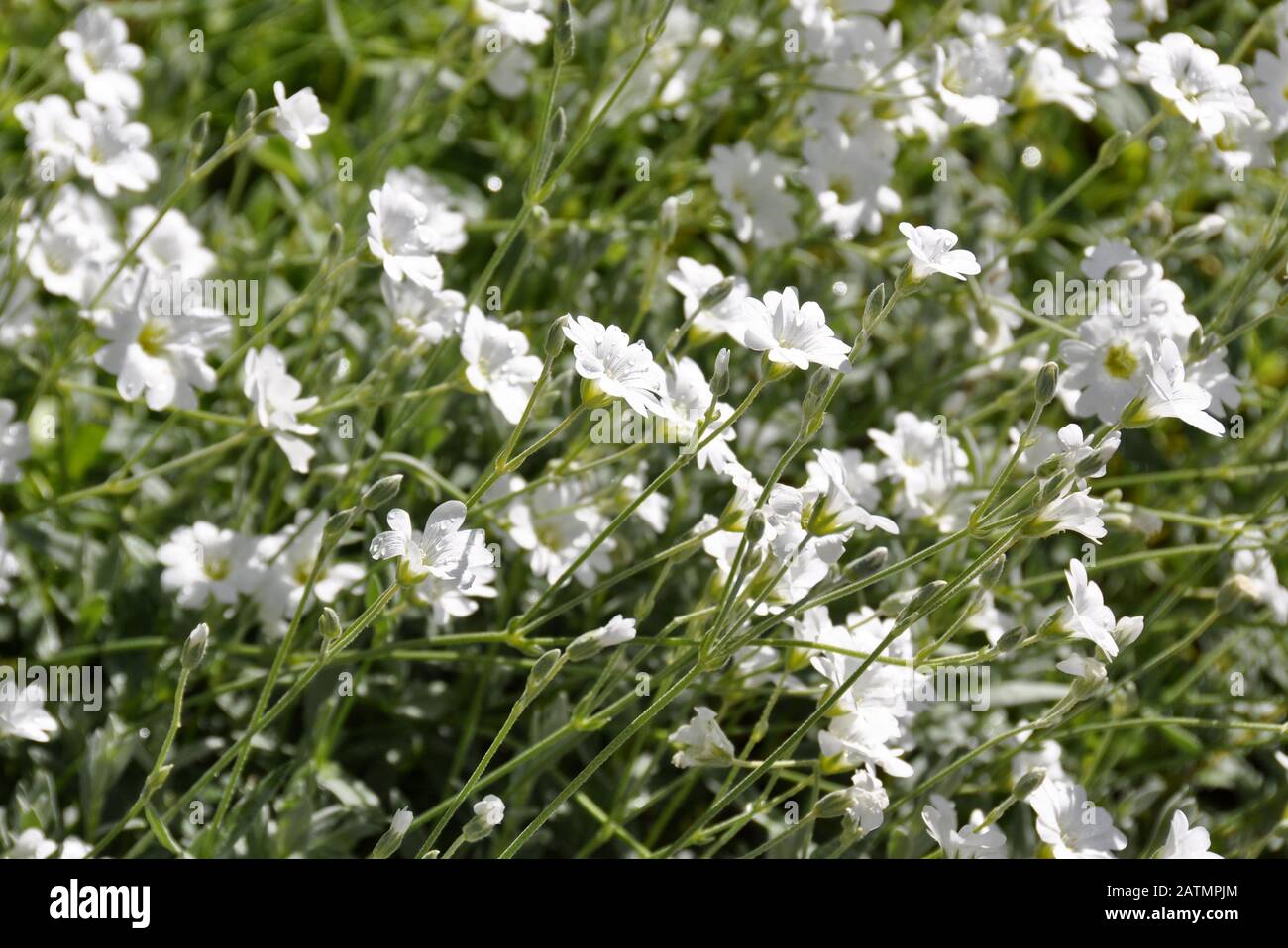 group of flowering boreal chickweed Cerastium biebersteinii Stock Photo