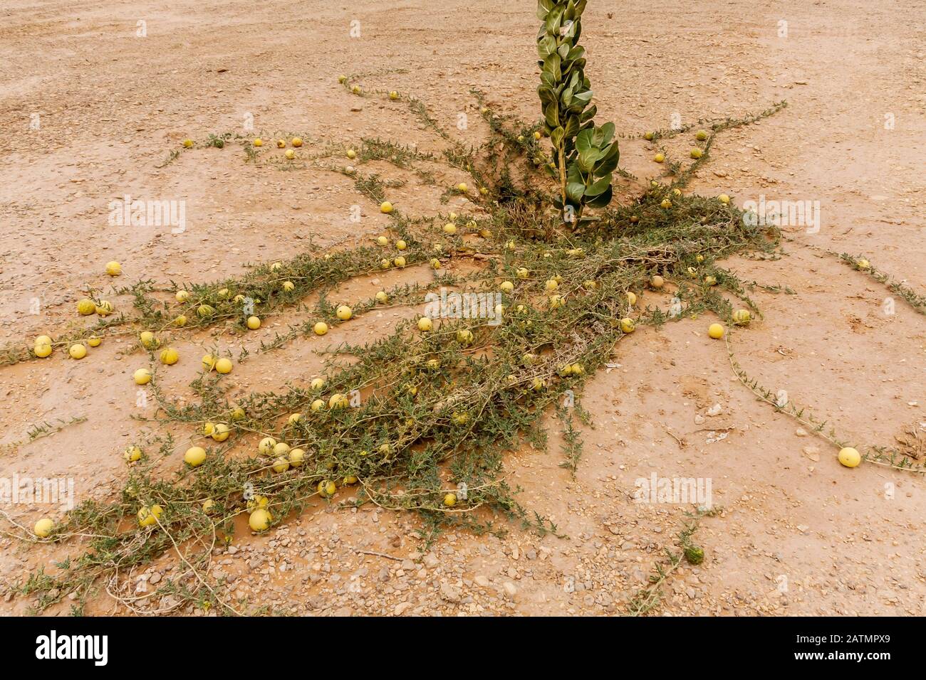 Wild desert gourd or colocynth (Citrullus colocynthis) Stock Photo