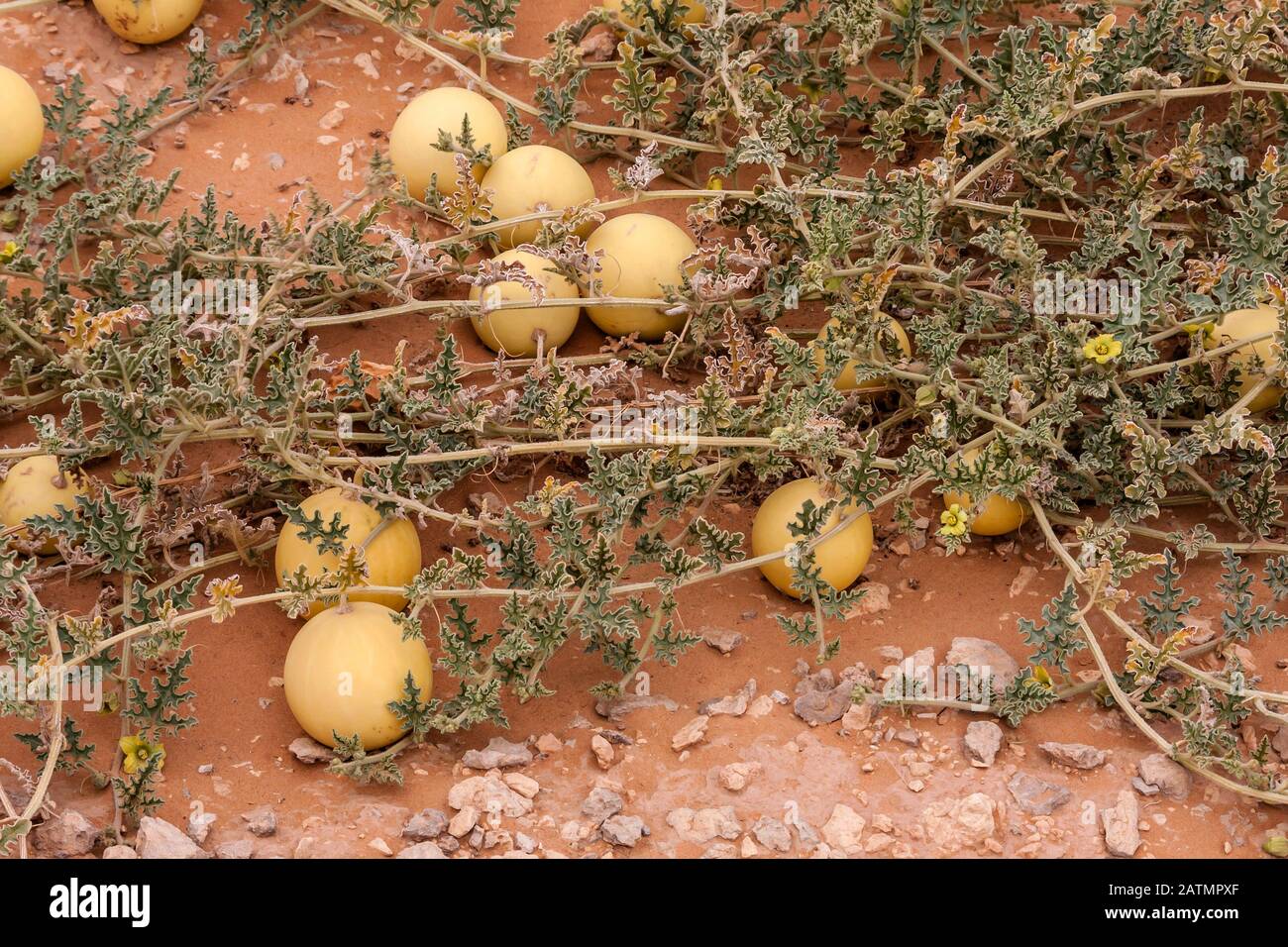 Wild desert gourd or colocynth (Citrullus colocynthis) Stock Photo