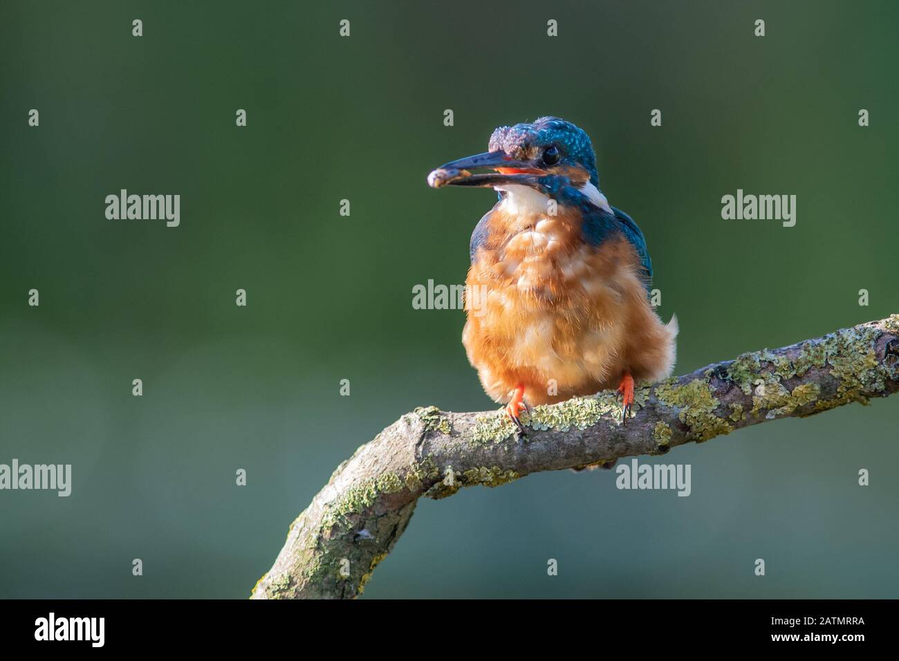 A male kingfisher, Alcedo atthis, is perched on a branch with a fish in its beak Stock Photo
