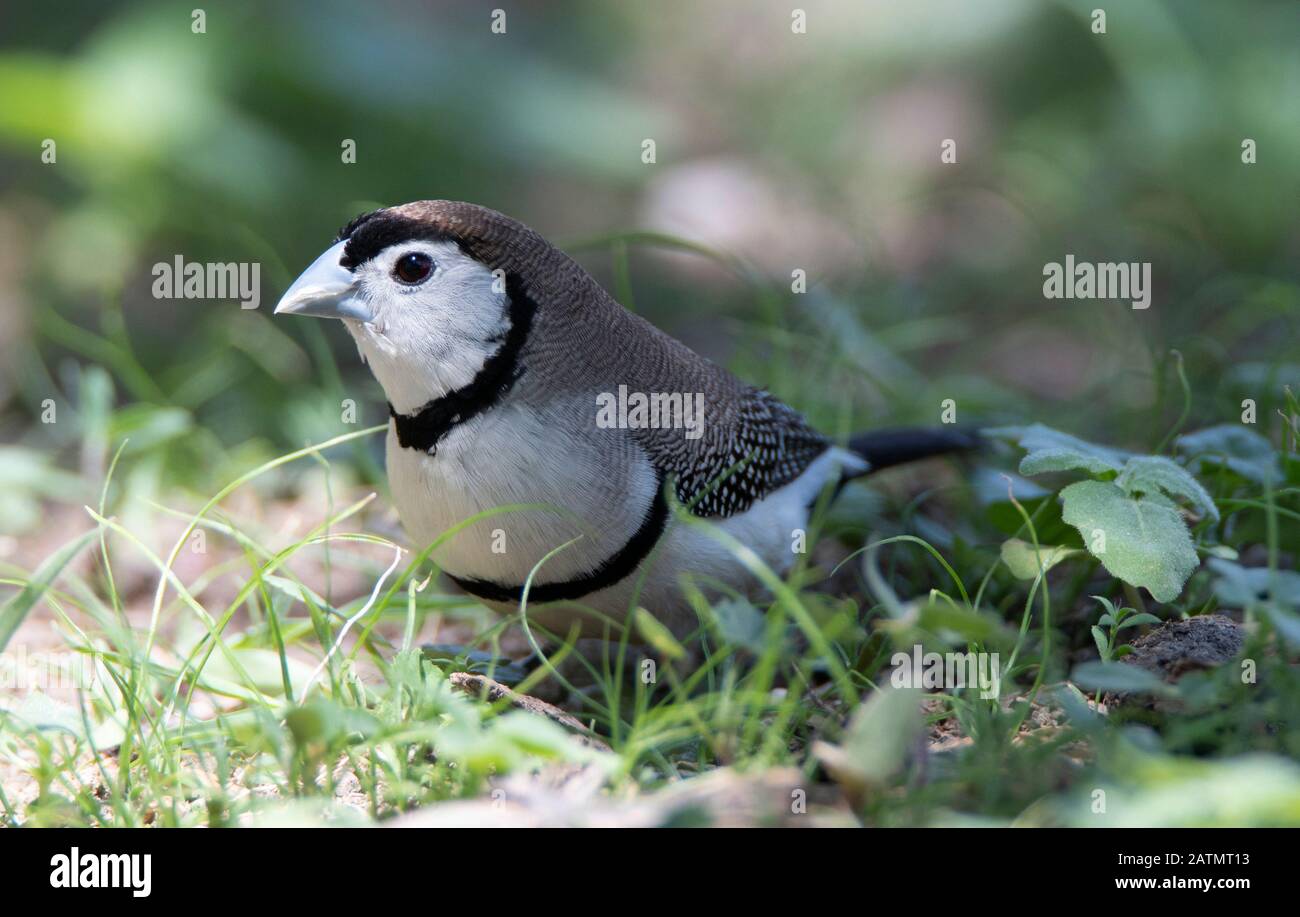 Finch Foraging Queensland double barred finch hi-res stock photography and images - Alamy