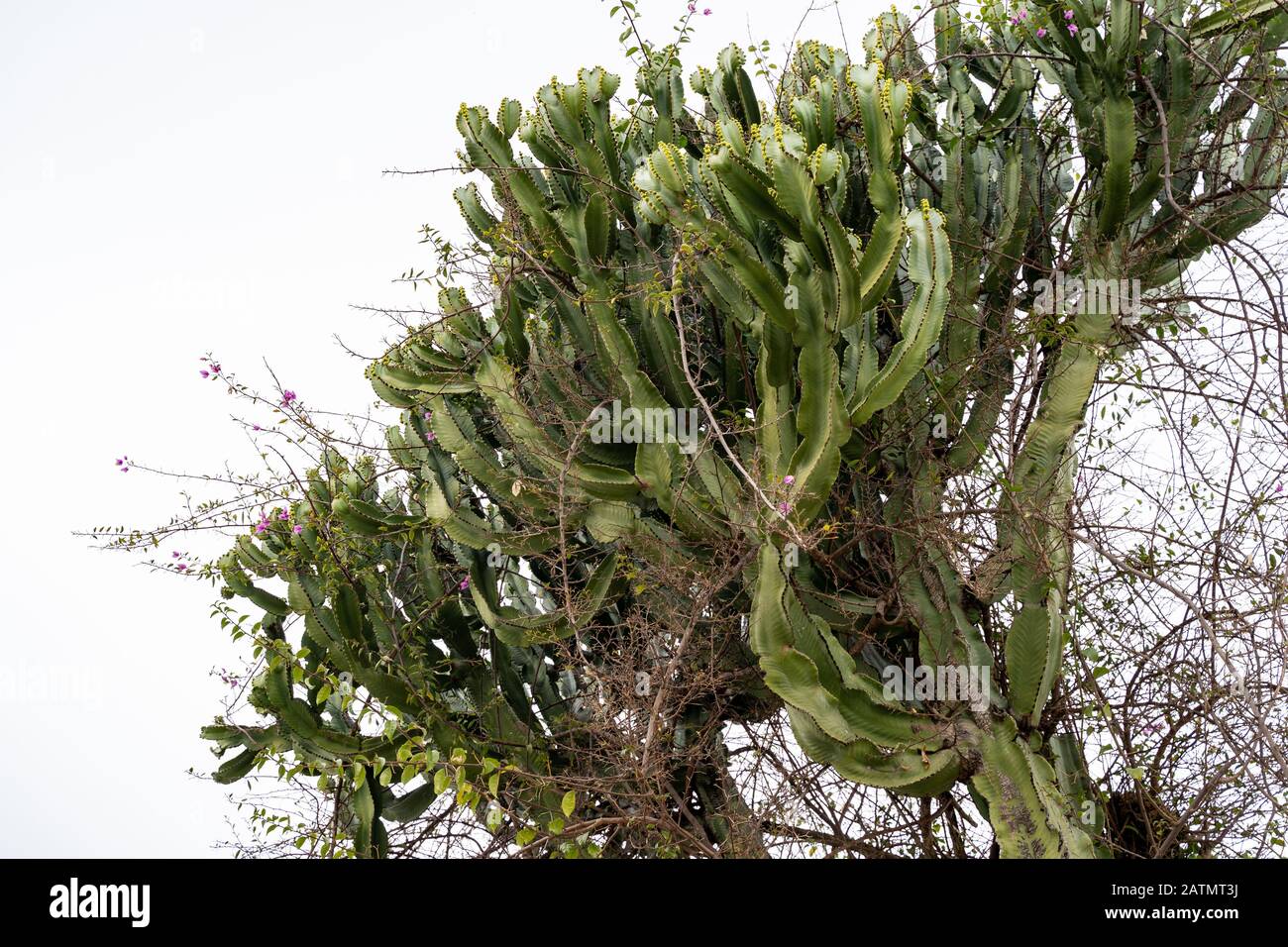 philodendron white princess Philodendron erubescens 'White Princess' – Mari's Gardens main image 0
