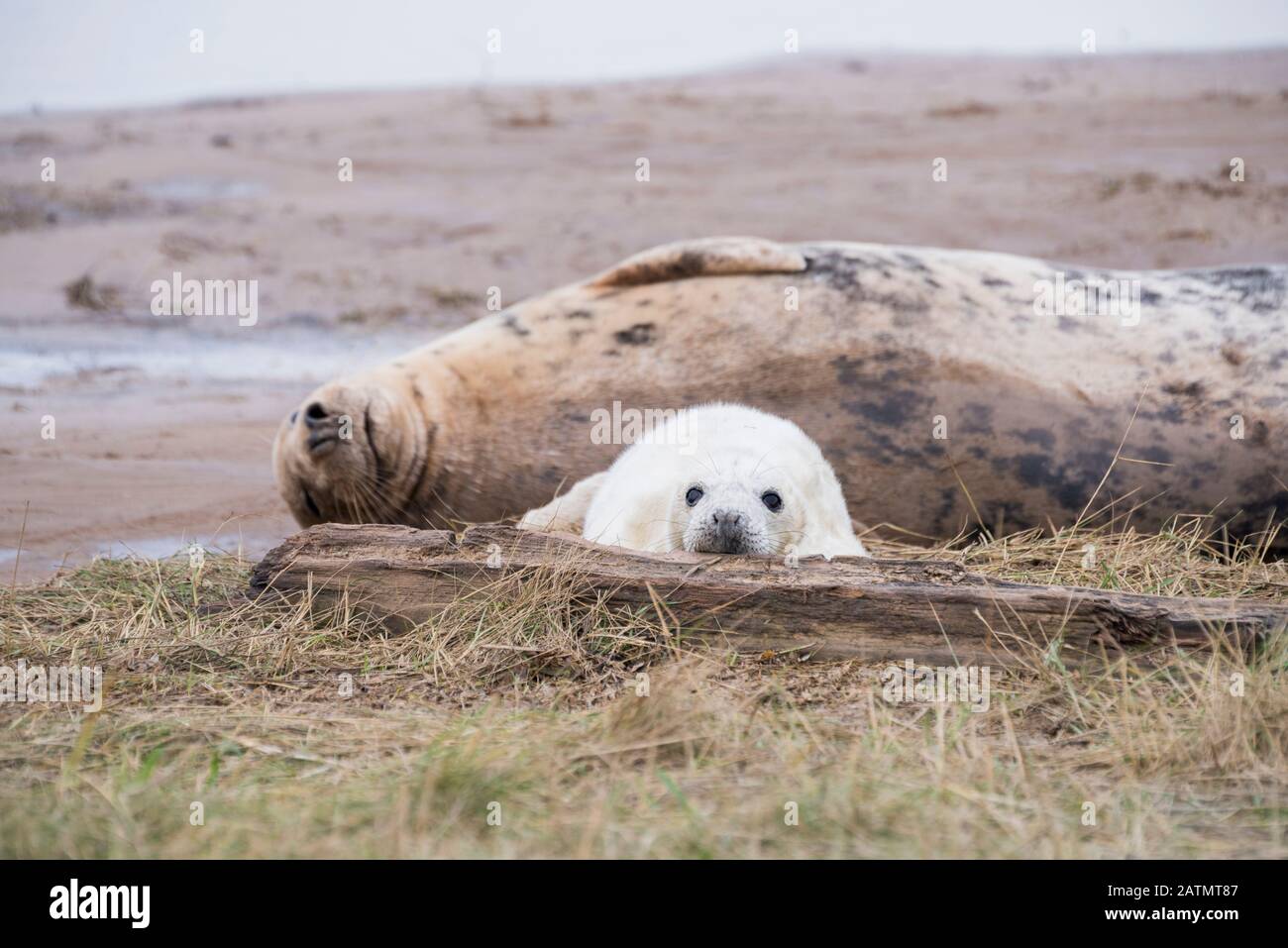 Donna Nook, Lincolnshire, UK – Nov 15: Cute fluffy newborn baby grey seal pup lies beside mother, resting on the mudflats on 15 Nov 2016 at Donna Nook Stock Photo