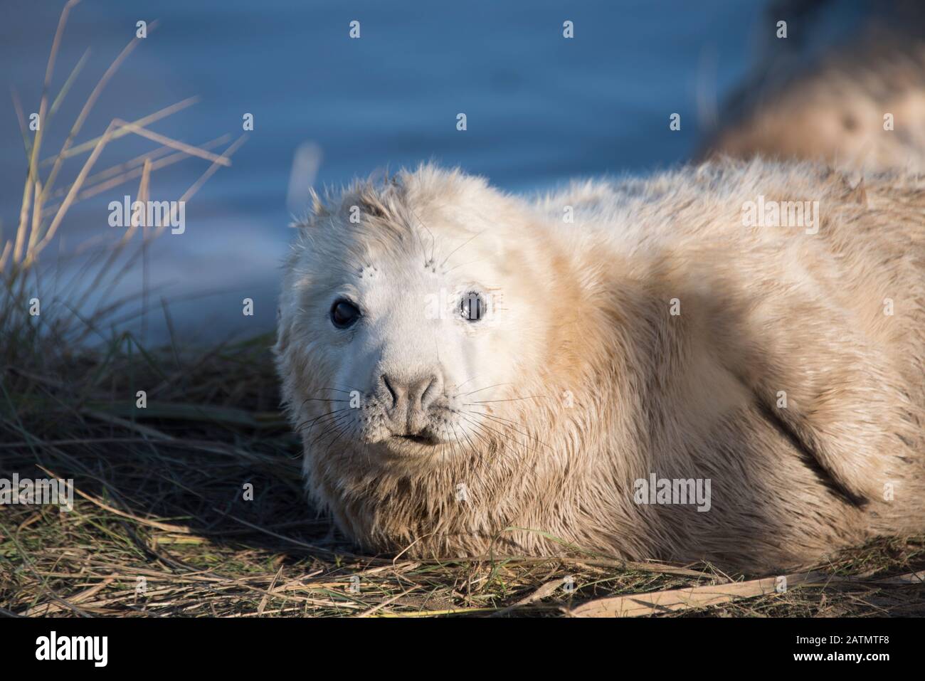 Donna Nook, Lincolnshire, UK – Nov 16 : Close up on the face of a cute fluffy newborn baby grey seal pup lying in the grass 16 Nov 2016 at Donna Nook Stock Photo
