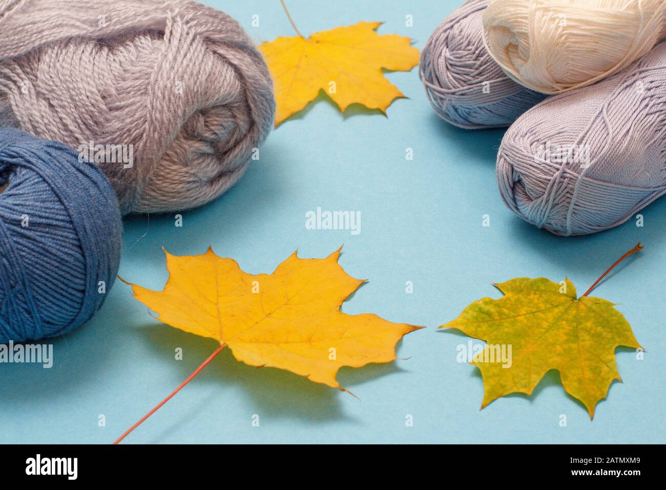 Knitting yarn balls and dry maple leaves on a blue background. Knitting concept. Stock Photo
