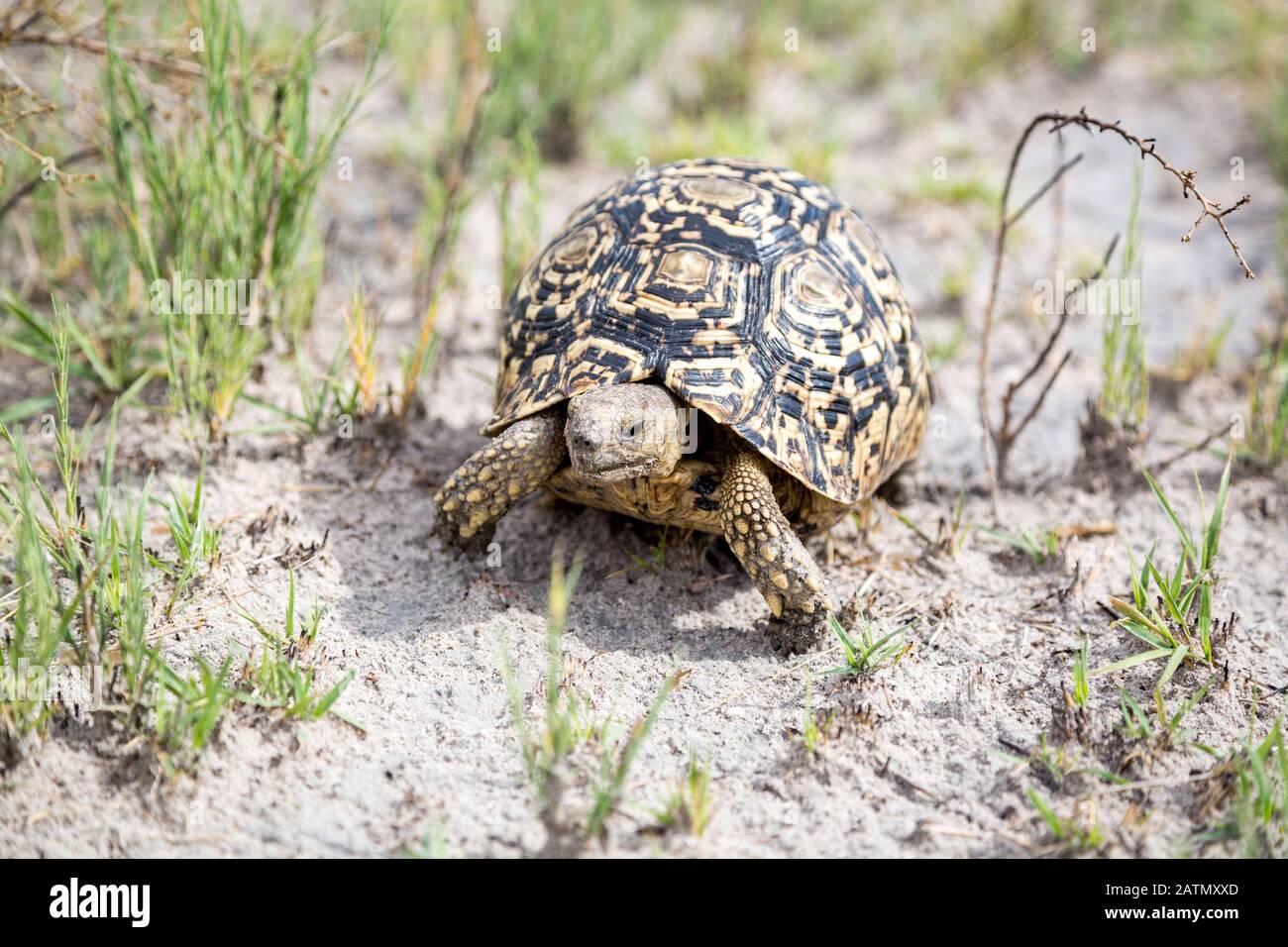 Close up of a walking Leopard tortoise (Stigmochelys pardalis), Namibia, Africa Stock Photo