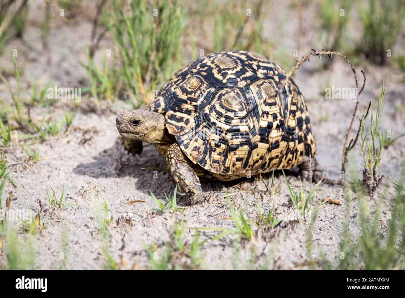 Close up of a walking Leopard tortoise (Stigmochelys pardalis), Namibia, Africa Stock Photo