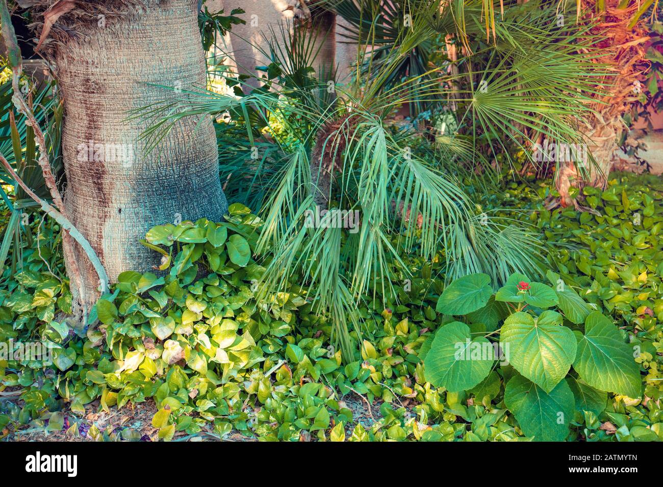 Green nature background. Tropical nature landcape with exotic trees