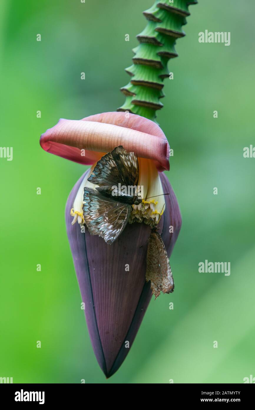 Banana heart (Banana tree flower or blossom) with butterfly over green