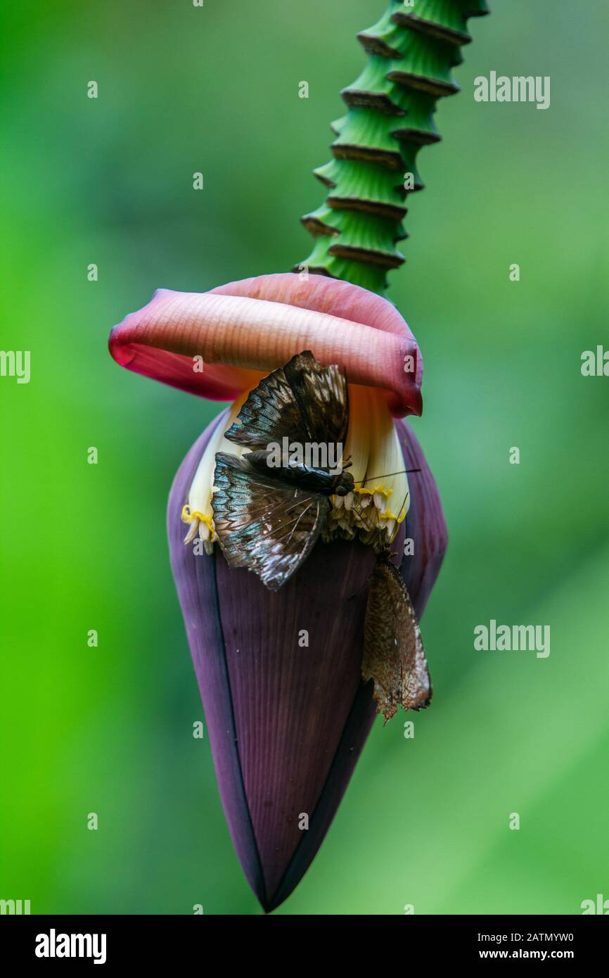 Banana heart (Banana tree flower or blossom) with butterfly over green