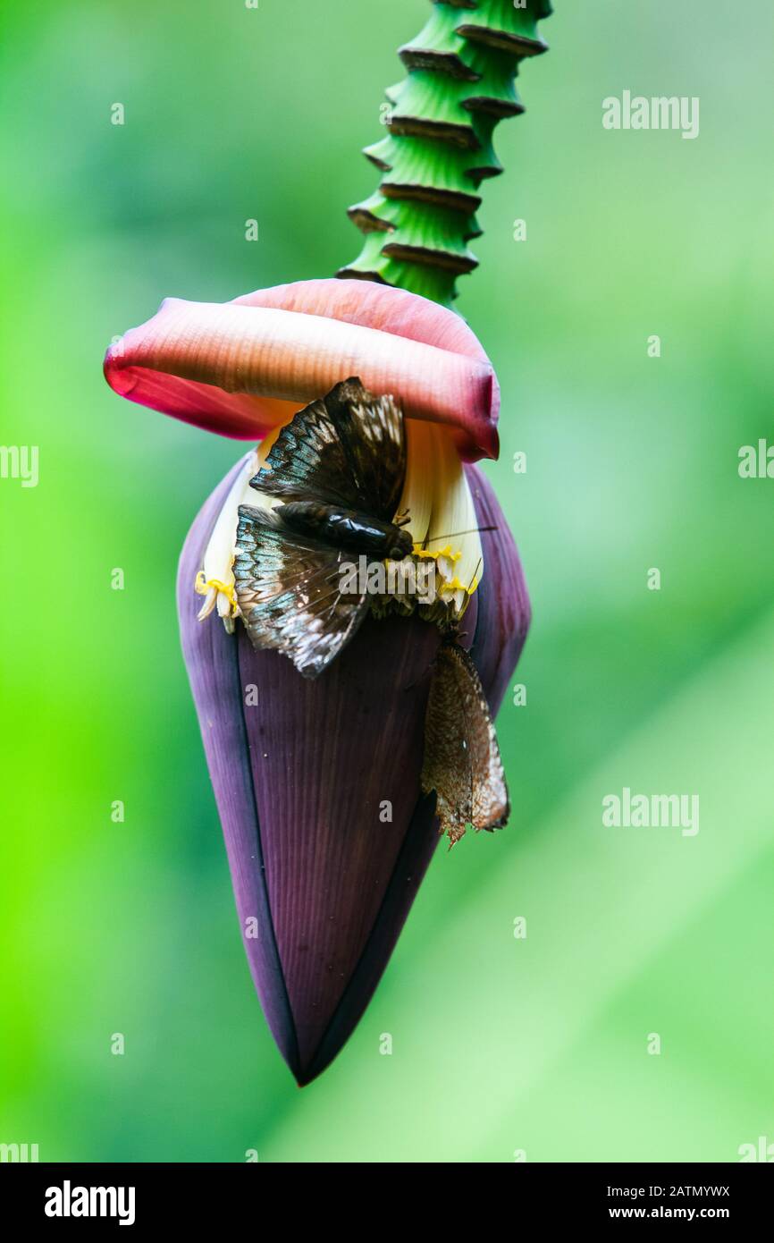 Banana heart (Banana tree flower or blossom) with butterfly over green