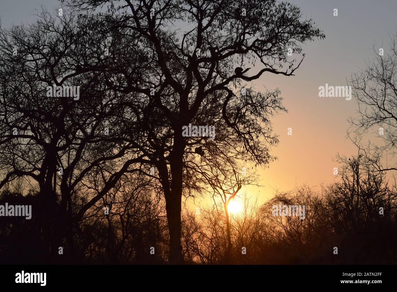 View of Kruger National Park at sunset, South Africa. Stock Photo