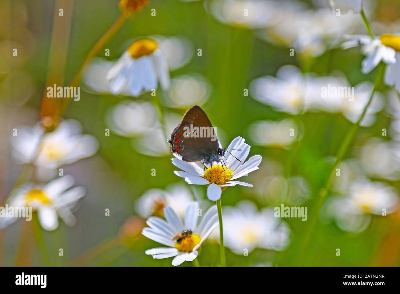 An Ilex Hairstreak  butterfly (Satyrium ilicis) nectering on a daisy flower, Croatia Stock Photo