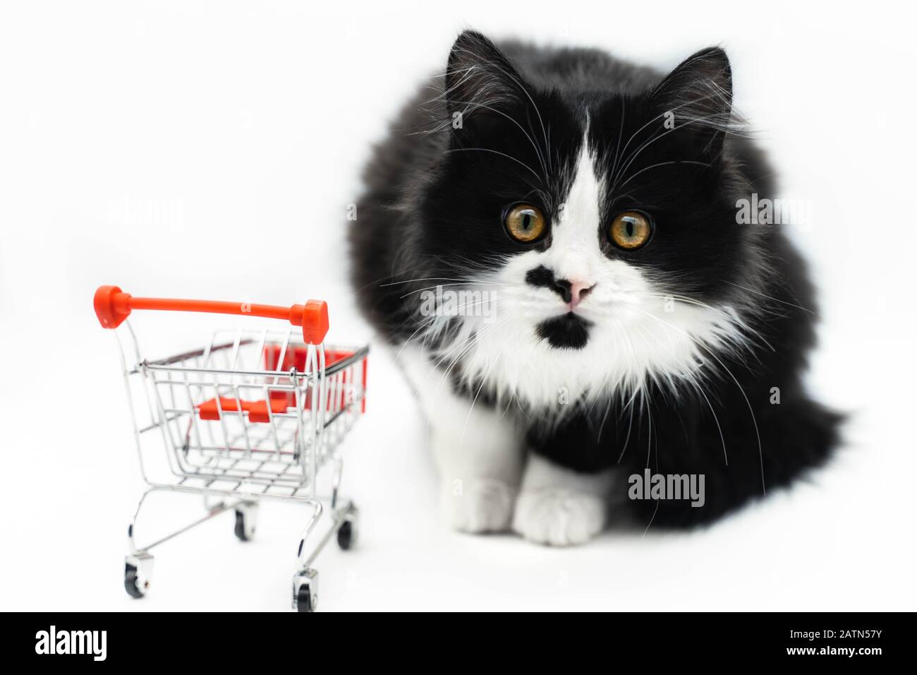 Cat hotsell purchase online