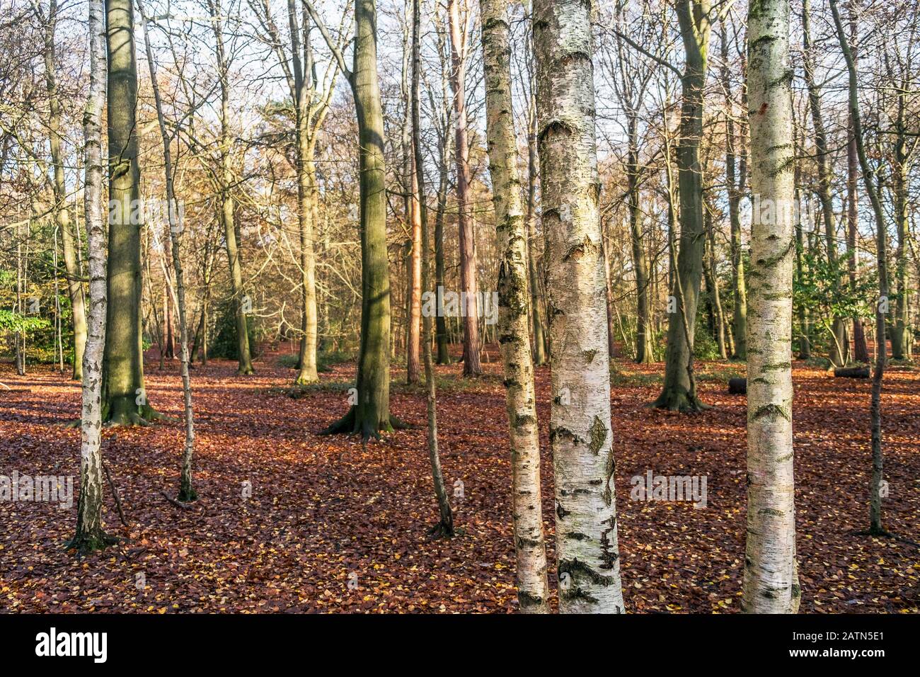 A panoramic view of Beech trees Fagus sylvatica and Siver Birch trees Betula pendula in an autumnal Thorndon Park North in Brentwood in Essex. Stock Photo