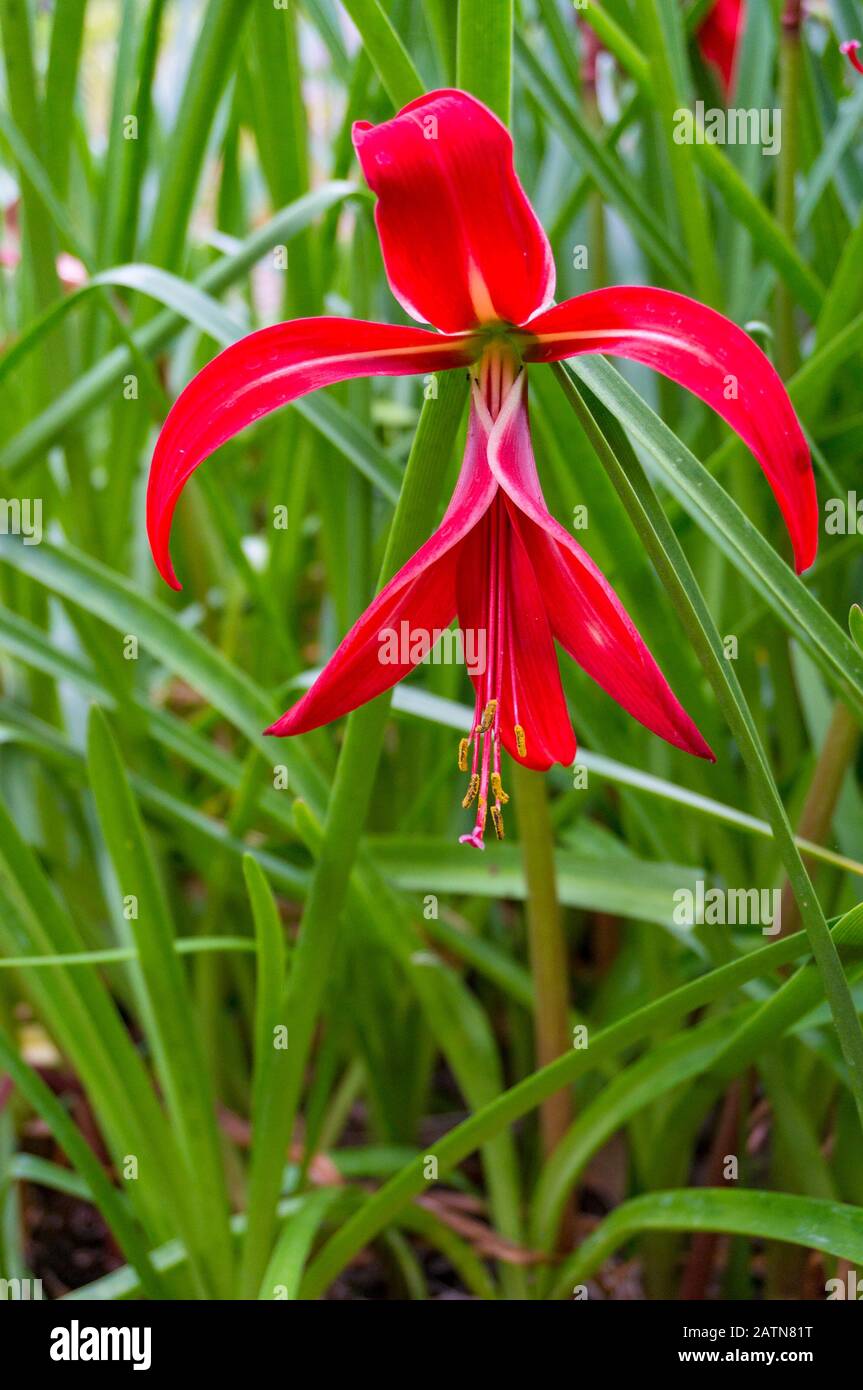 Blooming Jacobean lily, amarilis flower nature background Stock Photo