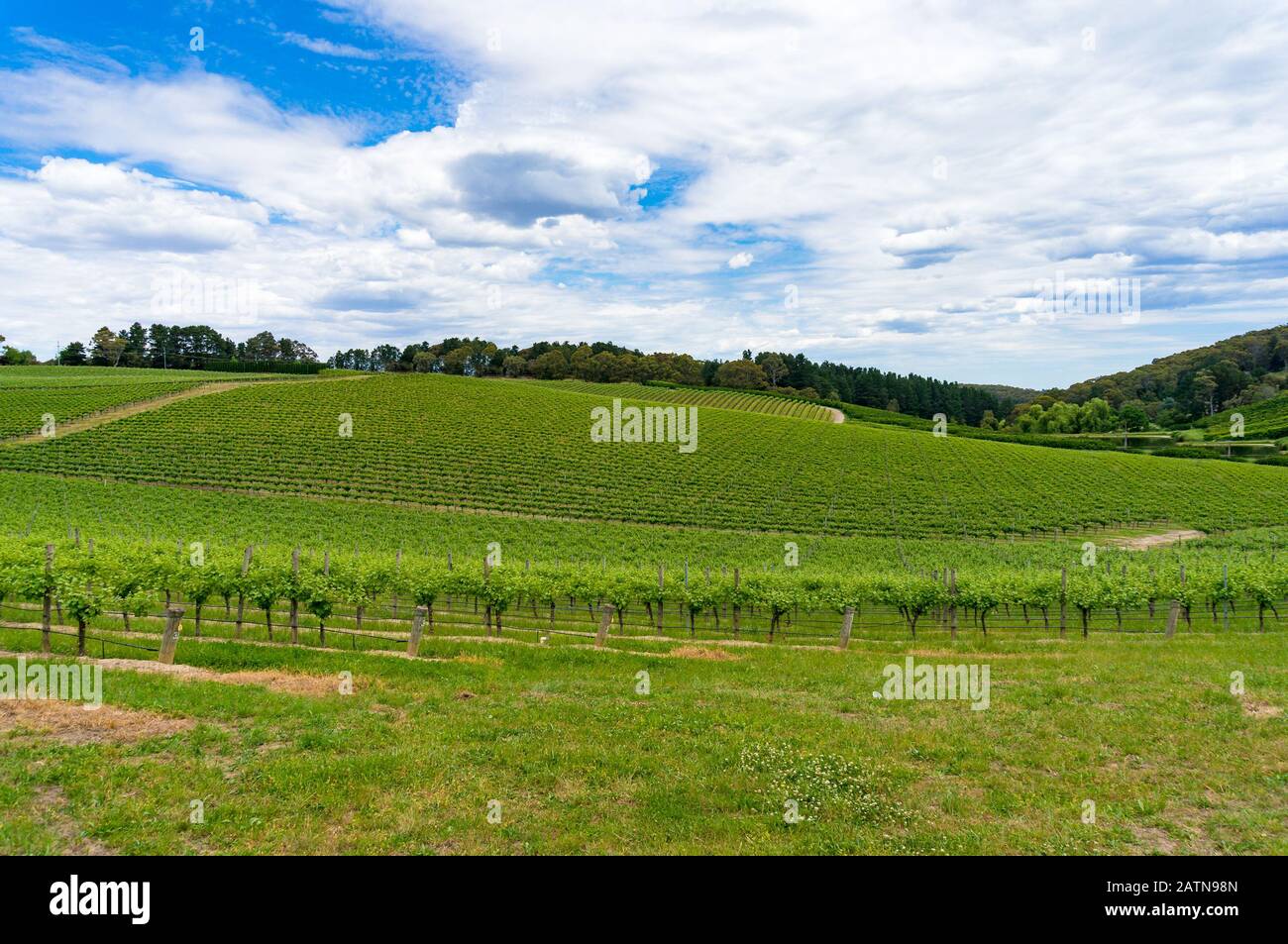 Panoramic landscape of vineyard with green grape vines on a hill