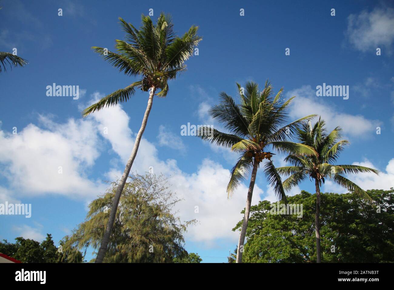 Wide upward shot of tall coconut trees Stock Photo