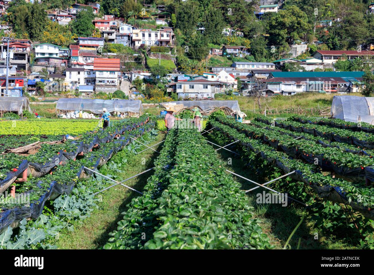 Baguio City, Philippines December 22, 2019 View of Strawberry Farm