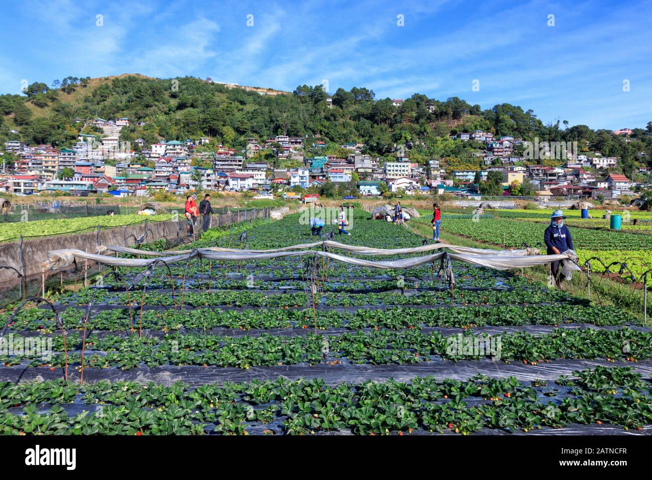 Baguio City, Philippines December 22, 2019 View of Strawberry Farm