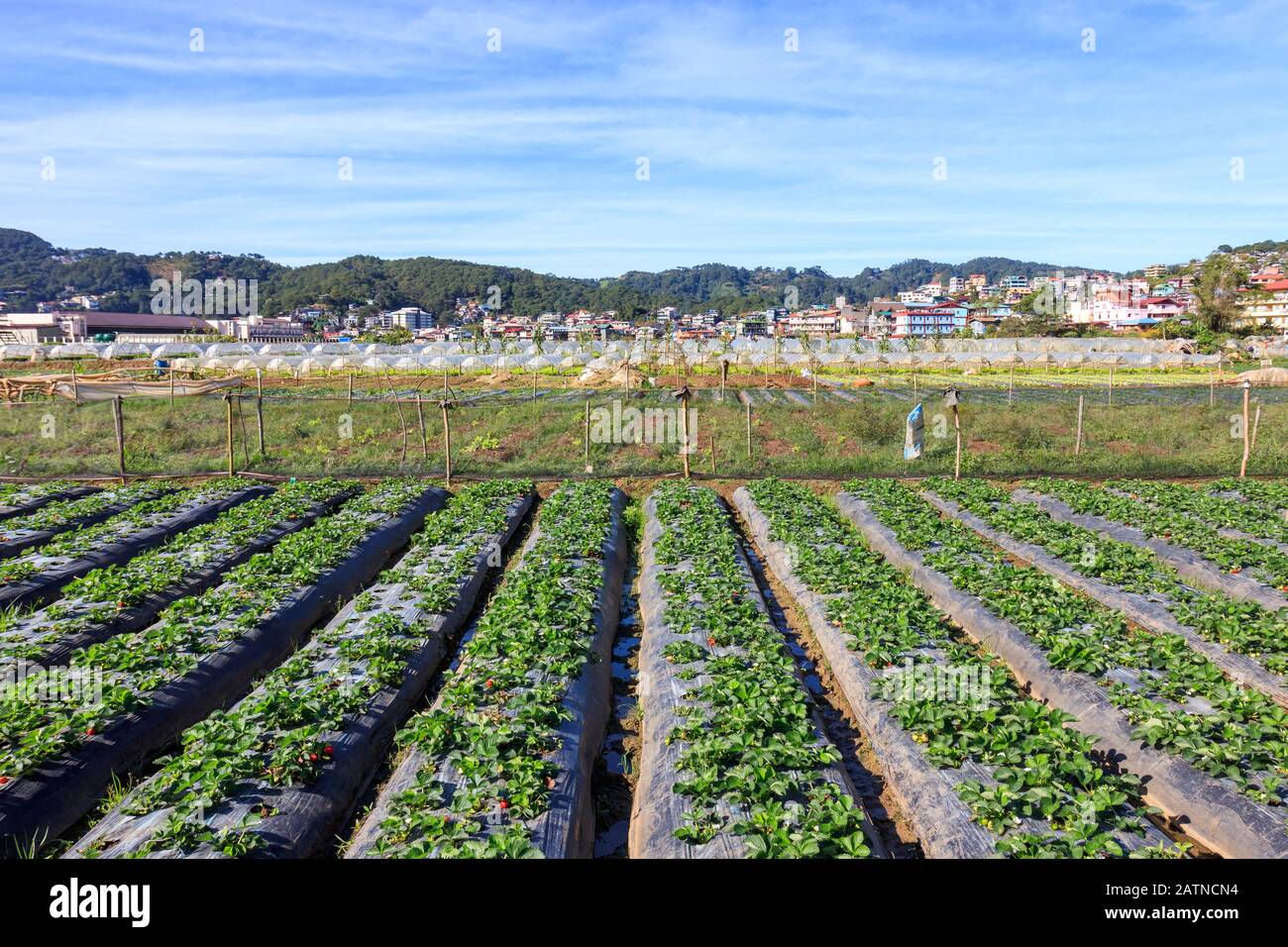 View of Strawberry Farm in Baguio, Philippines Stock Photo Alamy