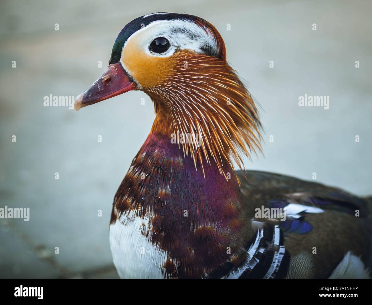 Mandarin duck, Berlin, Germany, Europe Stock Photo Alamy