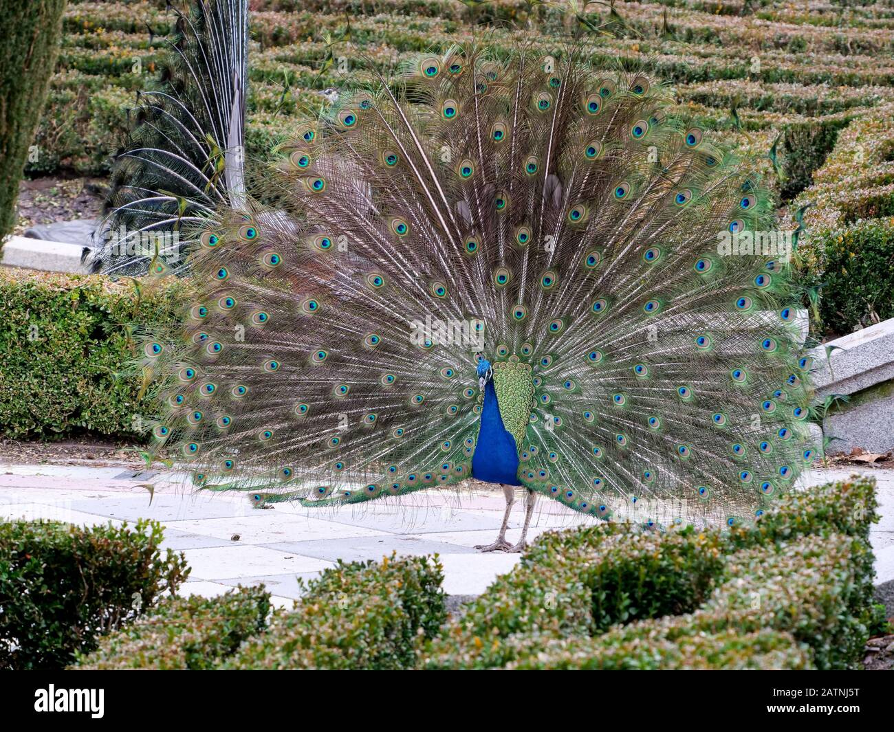 male peacock cut opening the plumage stop the female Stock Photo