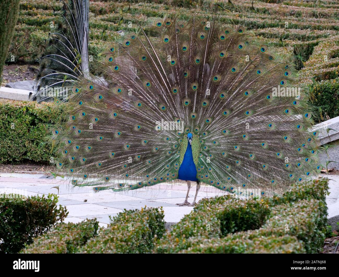 male peacock cut opening the plumage stop the female Stock Photo