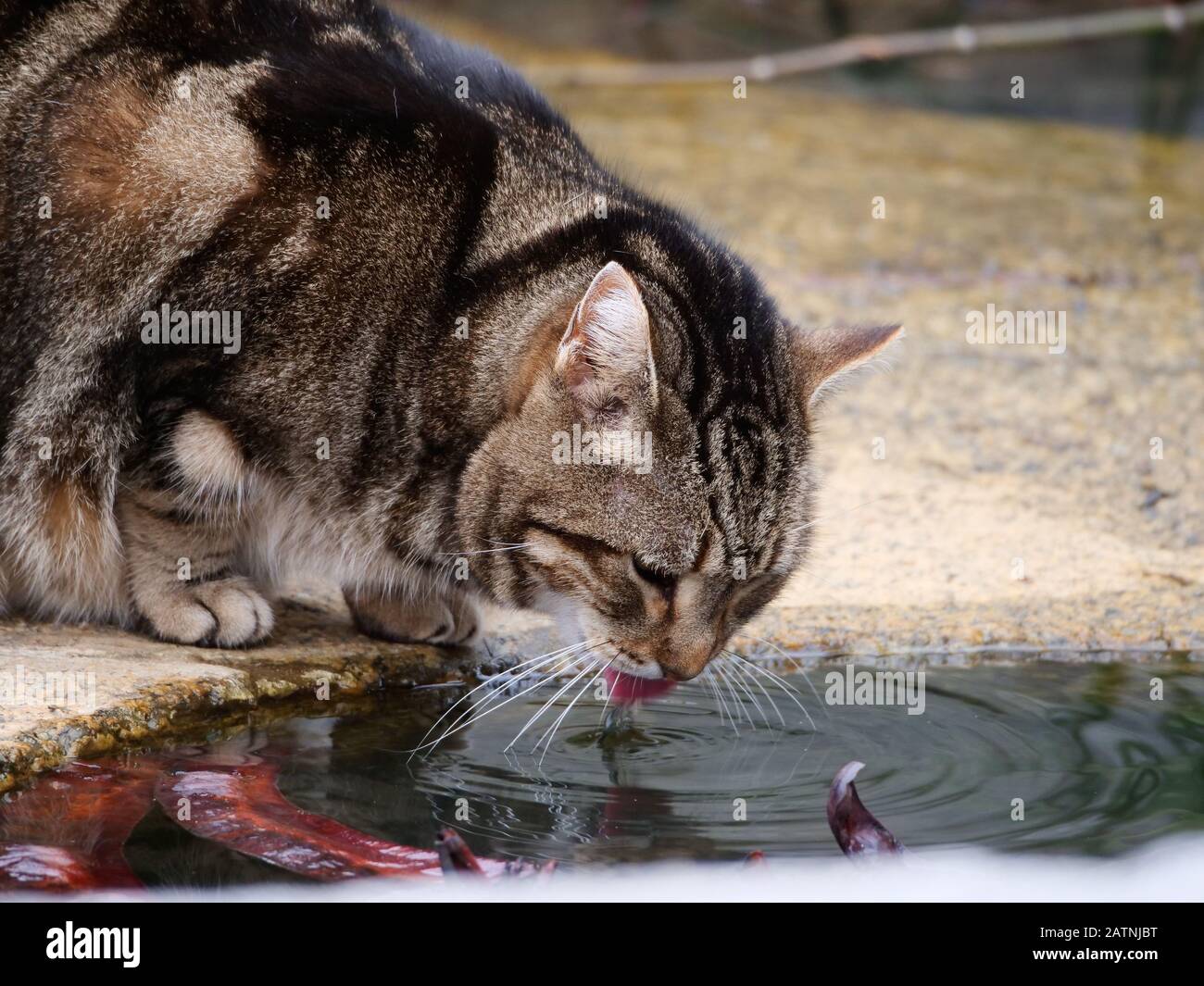 brown and black cat drinking water in a park fountain Stock Photo