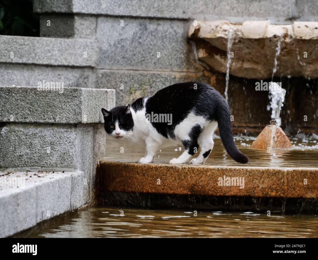 one-eyed cat black and white drinking water in a park fountain Stock Photo