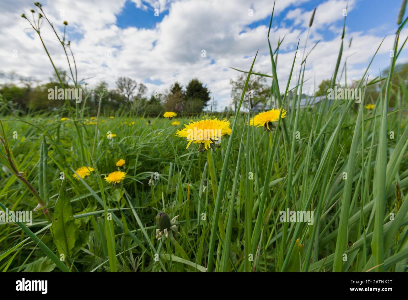 Dandelions latin name Taraxacum officinale in an overgrown weed filled garden or meadow Stock Photo