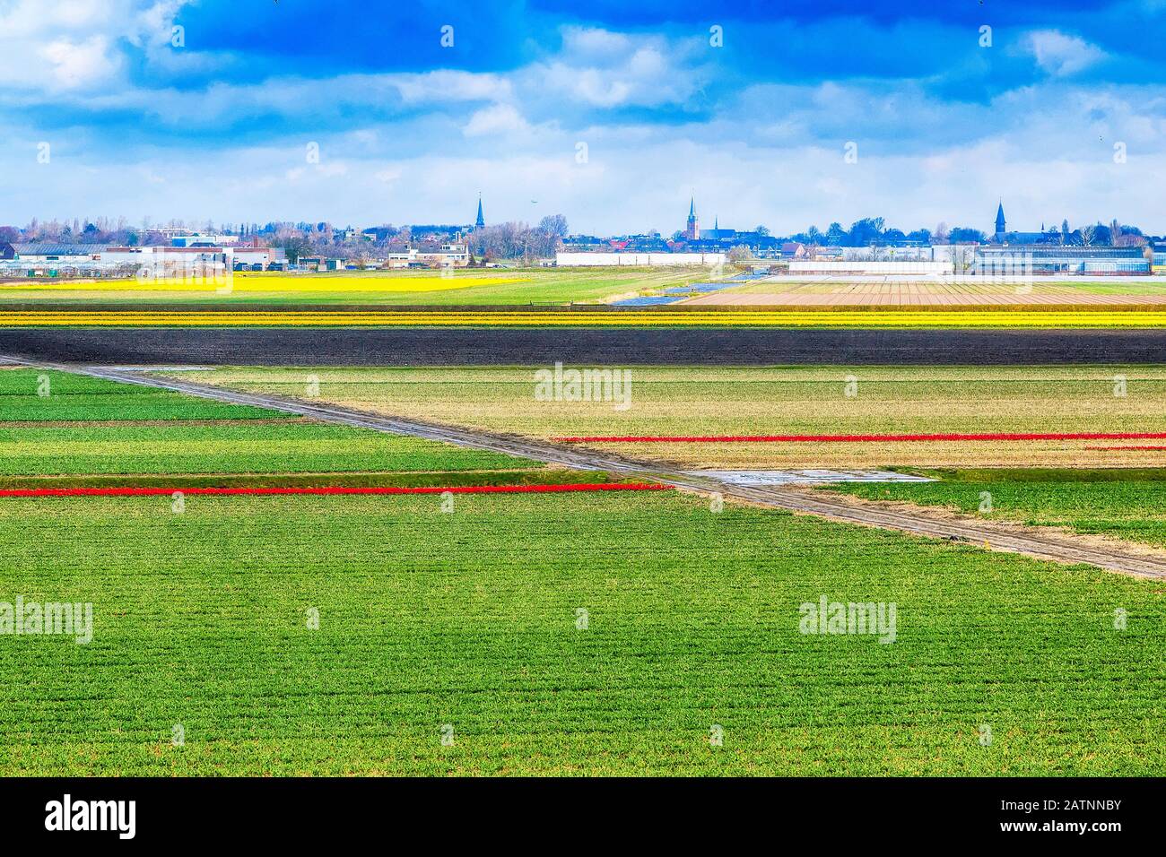 Holland Netherlands colorful landscape with flower fields rows aerial view, blue cloudy sky near Lisse Stock Photo