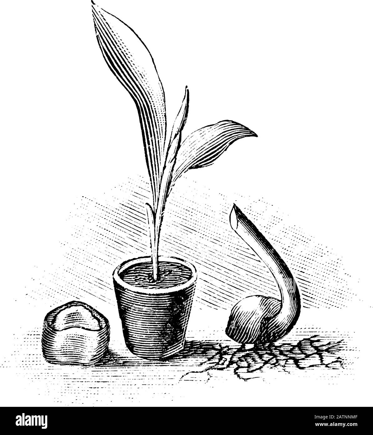 Antique vintage line art illustration, engraving or drawing of seed, seedling and sprouting seed of banana tree plant . From book Plants in Room, Prague, 1898. Stock Vector