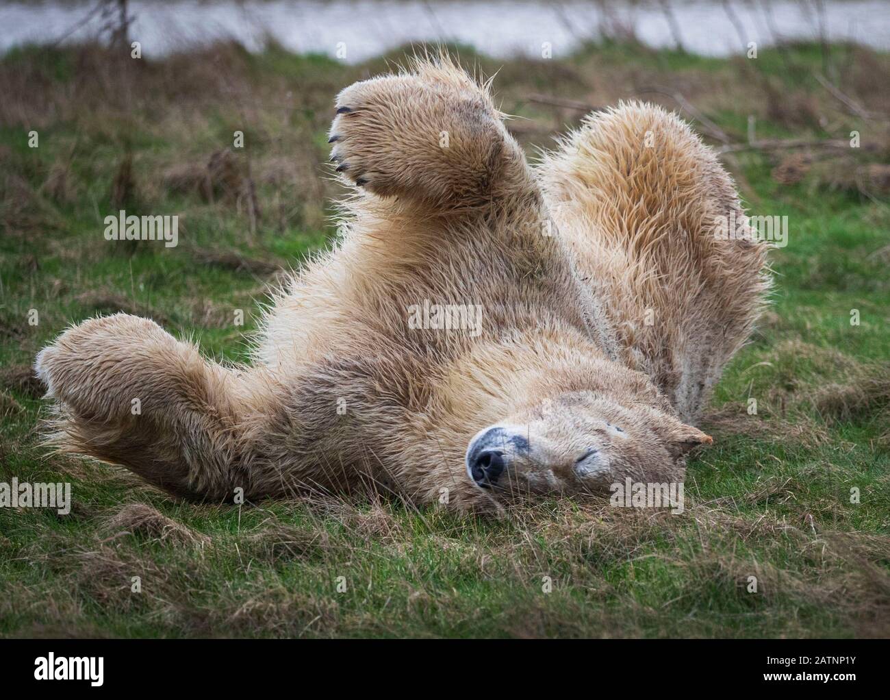 Rasputin the polar bear is unveiled at the Yorkshire Wildlife Park, Doncaster. Stock Photo