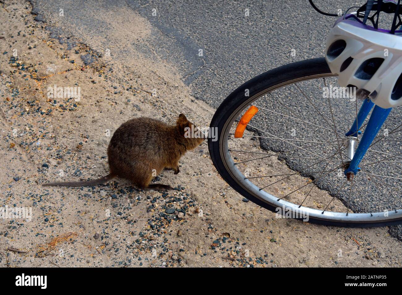 Australia, curious Quokka with bicycle on Rottnest Island ...