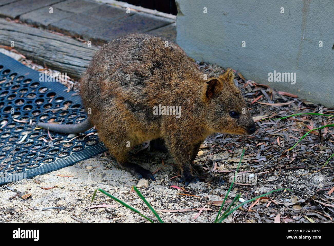 Australia Quokka endemic on Rottnest Island Stock Photo Biology Diagrams