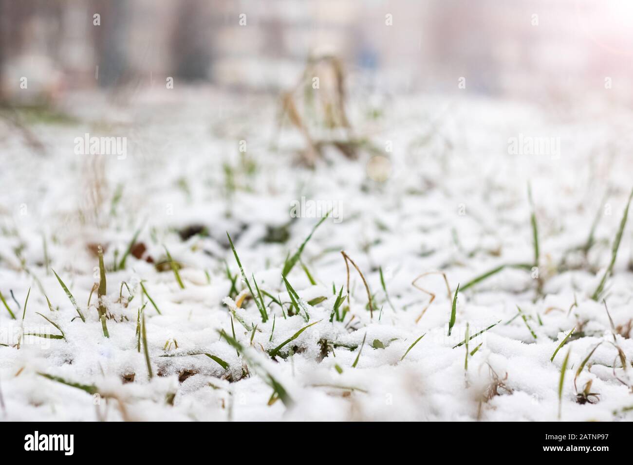 Green grass under the first snow close up Stock Photo - Alamy