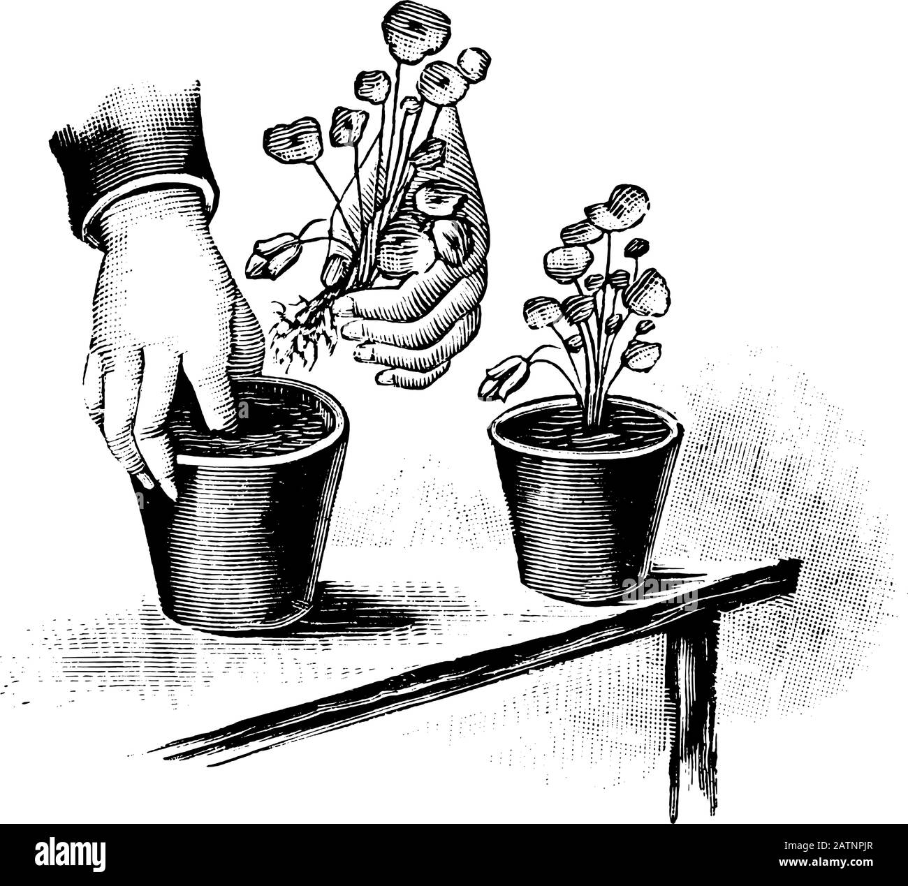 Antique vintage line art illustration, engraving or drawing of planting of grown plan seedlings in flower pot . From book Plants in Room, Prague, 1898. Stock Vector