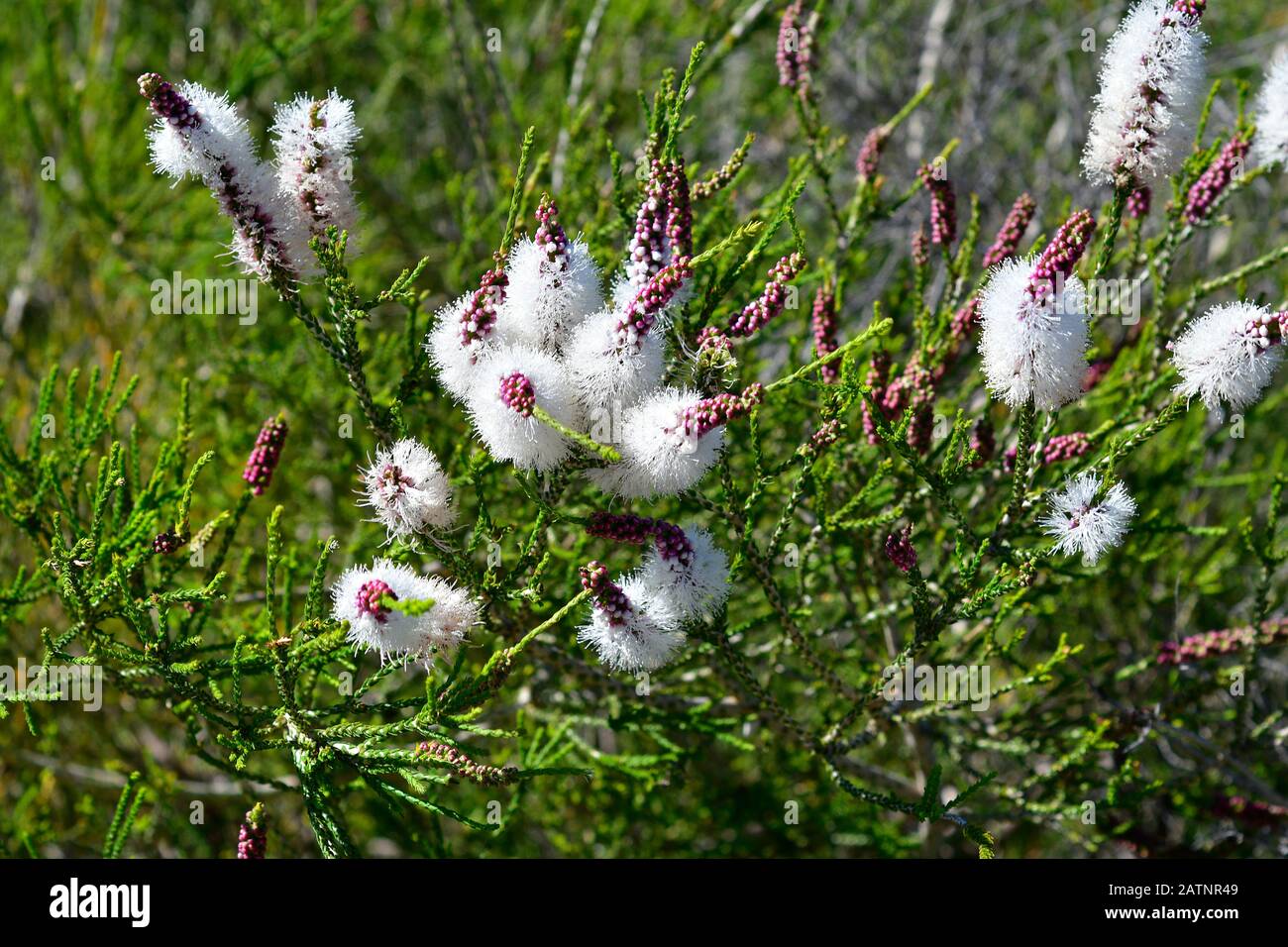 Australia, Melaleuca huegelii aka chenille honey-myrtle Stock Photo