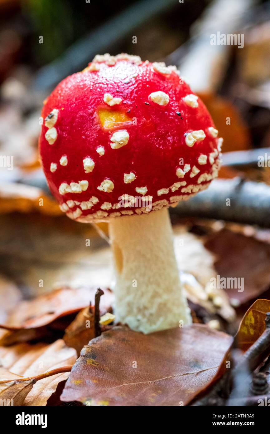 A Fly Agaric fungi Stock Photo