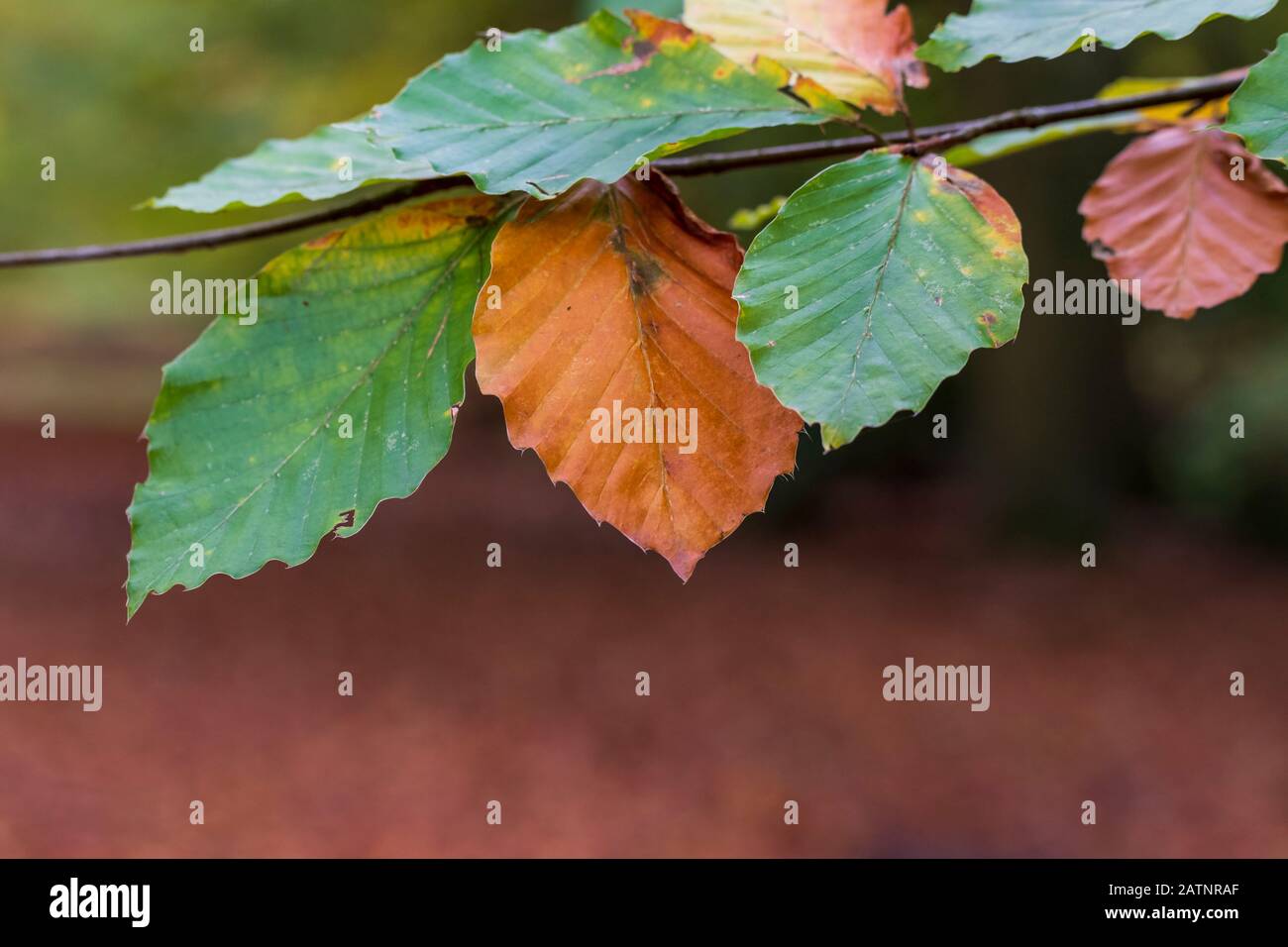 Beech tree leaves turning brown in autumn Stock Photo