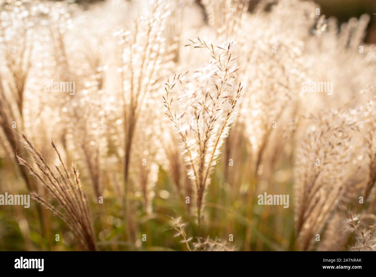 Grass seed heads glow in the sunlight Stock Photo