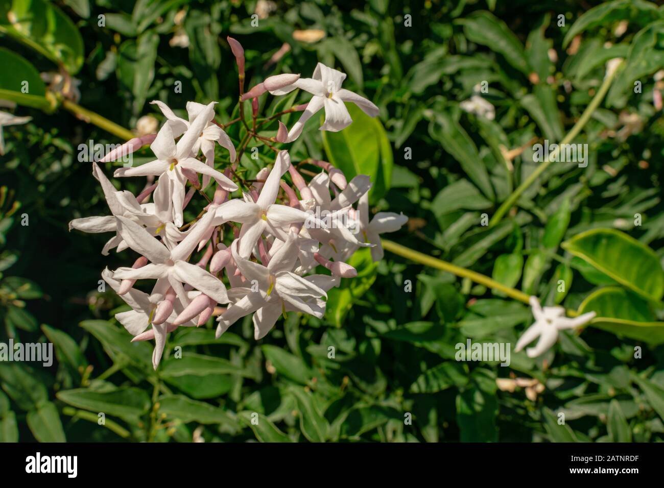 Jasmine flower (Jasminum officinale), blooming with green leaves