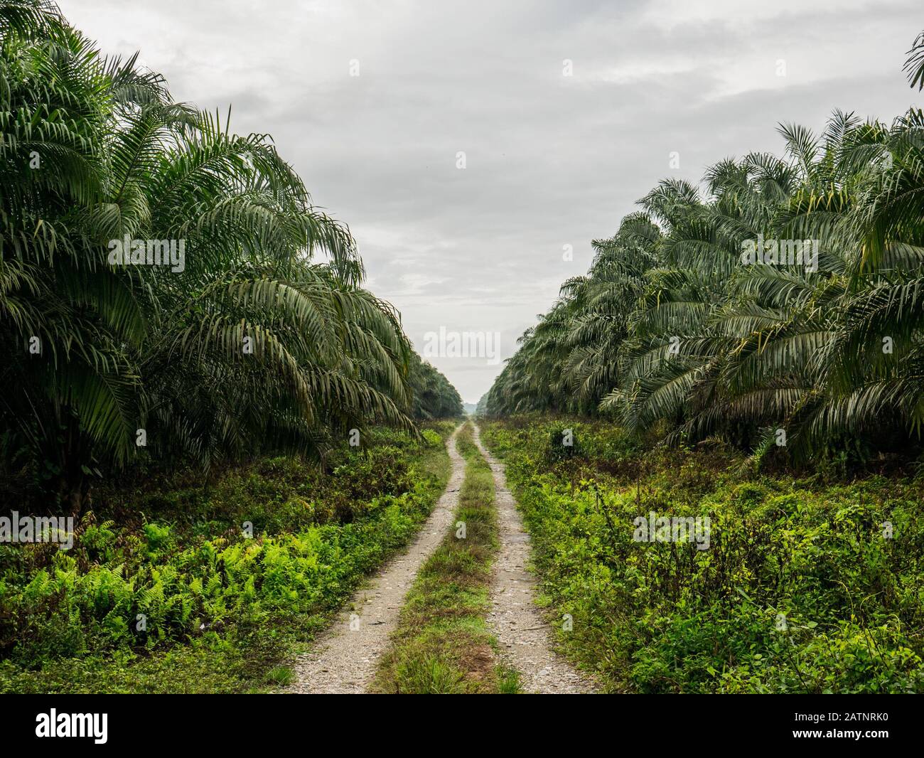 A road in the middle of palm oil plantation Stock Photo Alamy