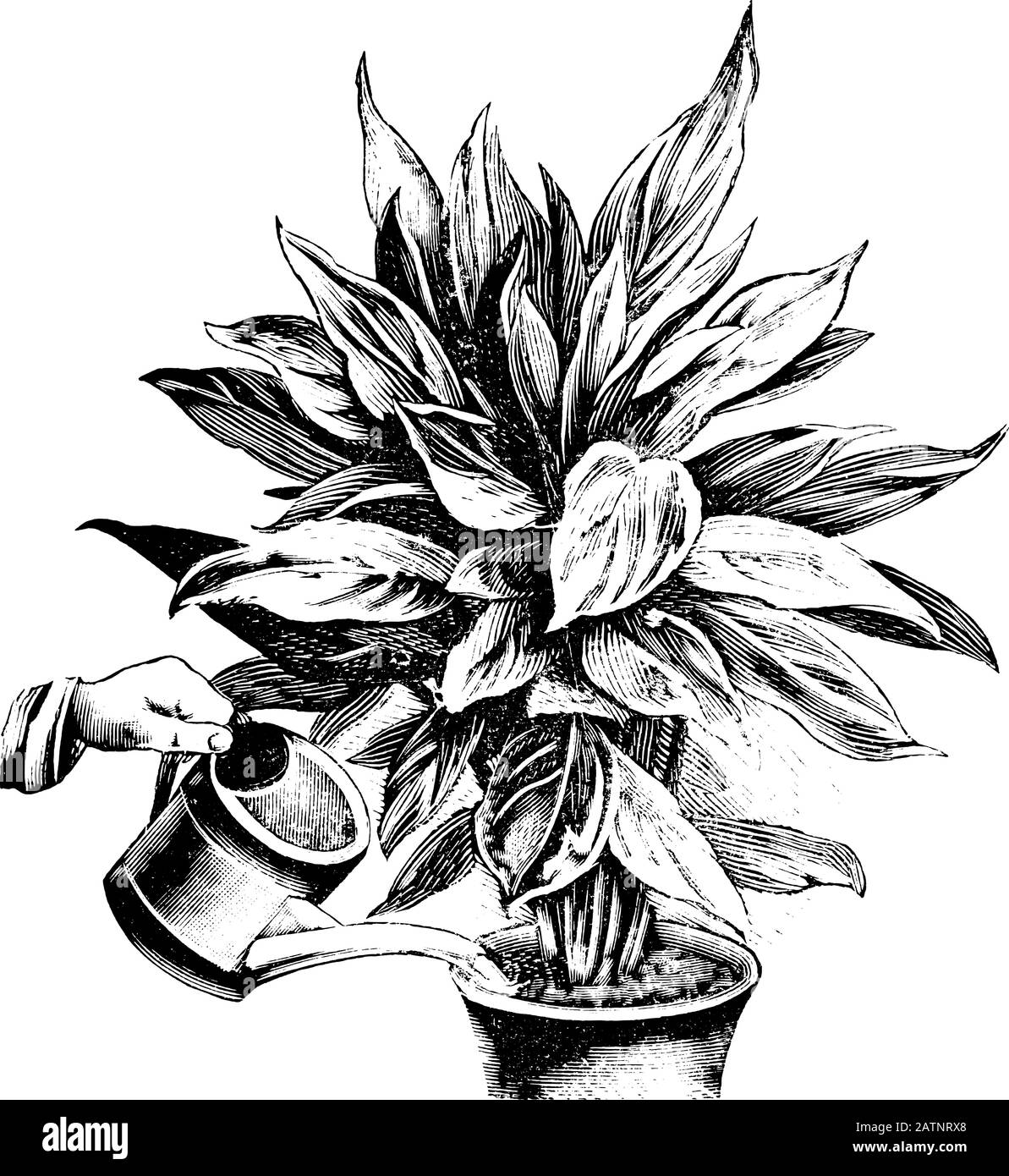 Antique vintage line art illustration, engraving or drawing of watering of Phrynium plant in pot