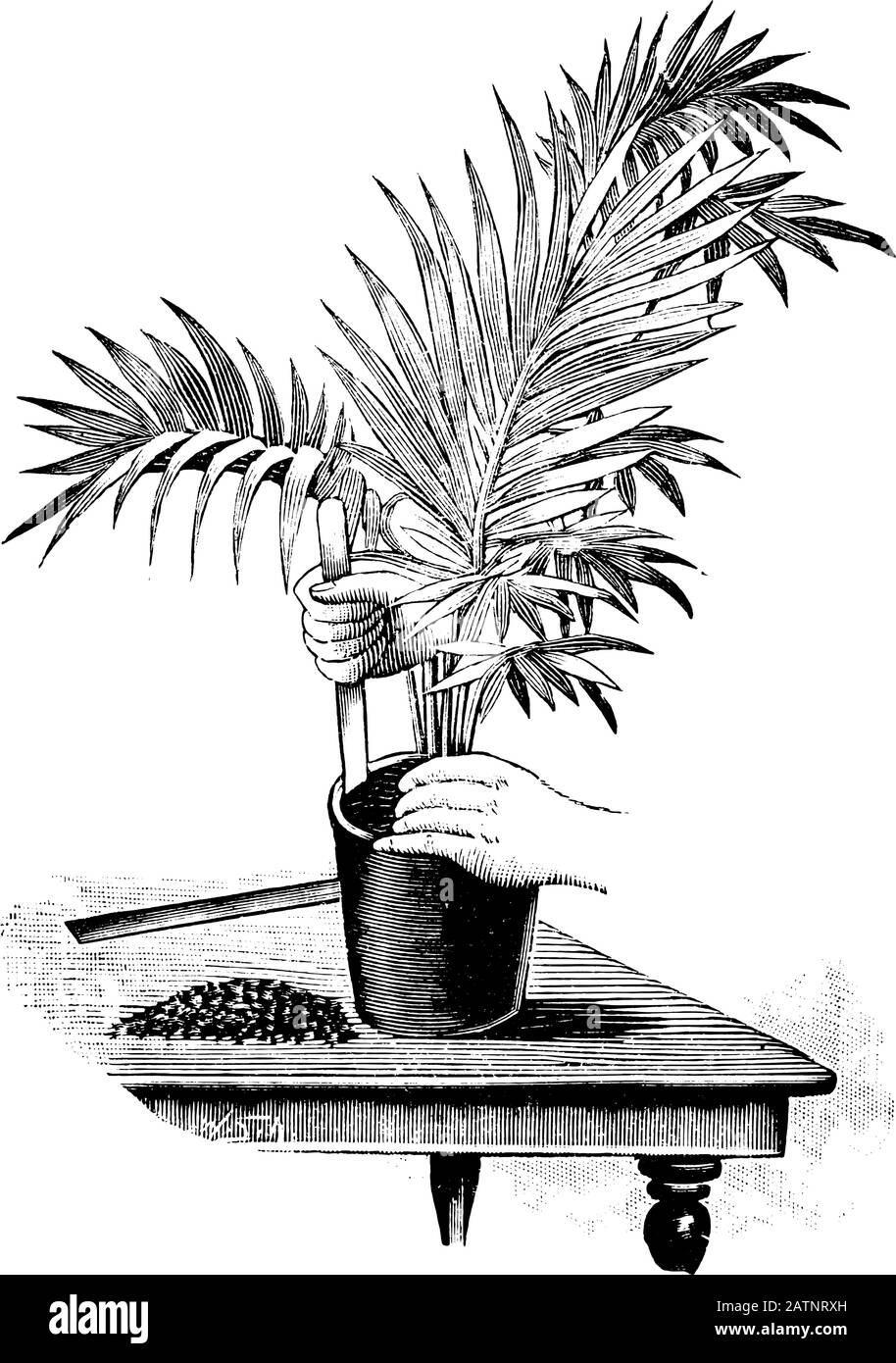 Antique vintage line art illustration, engraving or drawing of replanting or planting or repoting of young palm tree plant in pot. From book Plants in Room, Prague, 1898. Stock Vector
