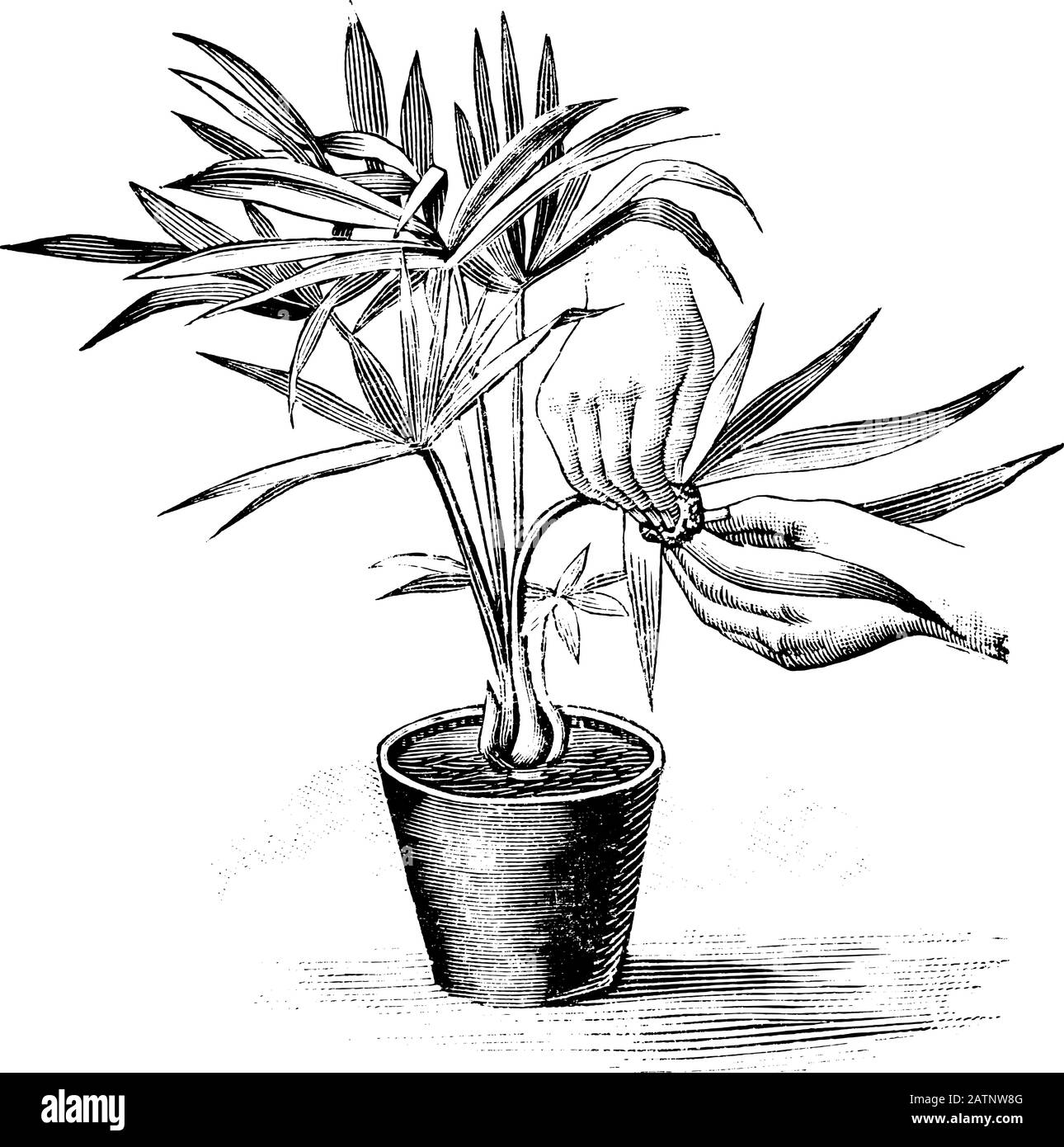 Antique vintage line art illustration, engraving or drawing of hand cleaning leaves of small palm plant in pot . From book Plants in Room, Prague, 1898. Stock Vector