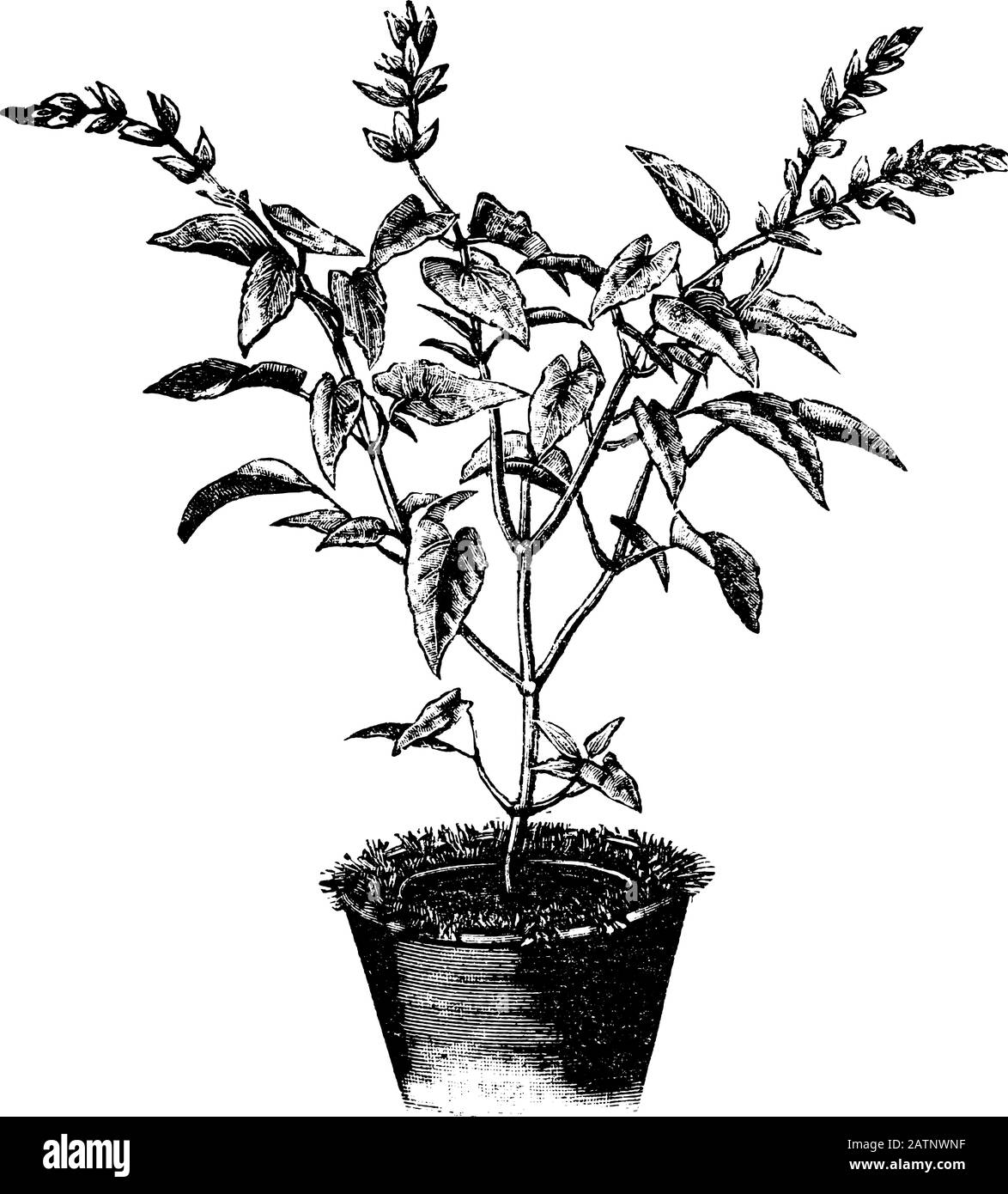 Antique vintage line art illustration, engraving or drawing of Salvia flower or plant in pot or flowerpot . From book Plants in Room, Prague, 1898. Stock Vector