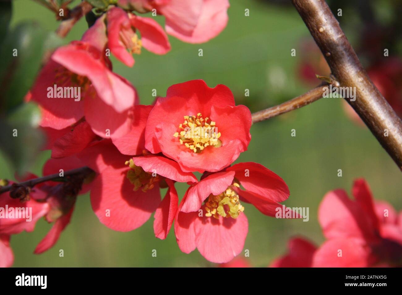 Japanese quince chaenomeles japonica hires stock photography and